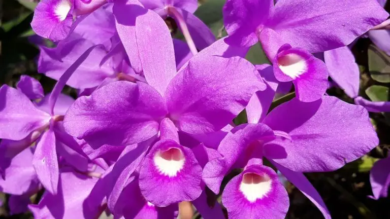 The Guaria Morada a national symbol of Costa Rica